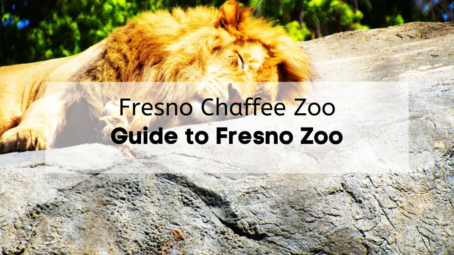 Fresno Chaffee Zoo GUIDE 🦍 Fresno Chaffee Zoo Hours, Tickets, What to